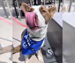 Small #4 American Pit Bull Terrier-Border Collie Mix