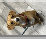 Small Beagle Mix