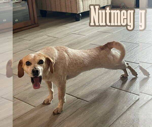 Medium Photo #10 Dachshund-Unknown Mix Puppy For Sale in San Antonio, TX, USA