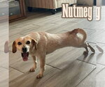 Small #9 Dachshund Mix