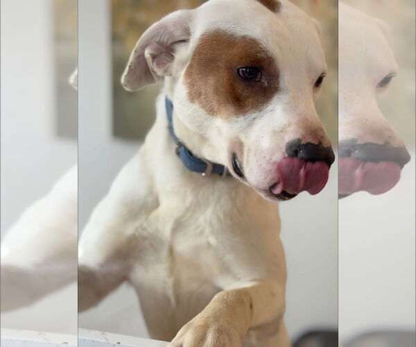Medium Photo #15 Mutt Puppy For Sale in Germantown, OH, USA