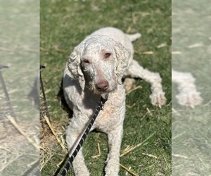 Poodle (Standard) Dog for Adoption in DUBUQUE, Iowa USA