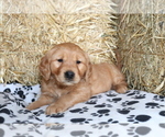 Small Photo #4 Golden Retriever Puppy For Sale in SHILOH, OH, USA