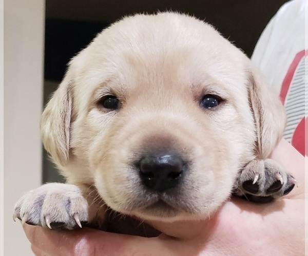 Medium Photo #85 Labrador Retriever Puppy For Sale in OLYMPIA, WA, USA