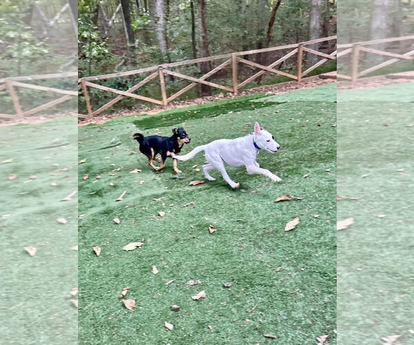 Medium Photo #5 Jack Russell Terrier-Unknown Mix Puppy For Sale in Ball Ground, GA, USA