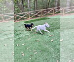 Small Photo #5 Jack Russell Terrier-Unknown Mix Puppy For Sale in Ball Ground, GA, USA
