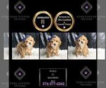 Small #1 Maltipoo