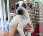 Small #1 Mutt
