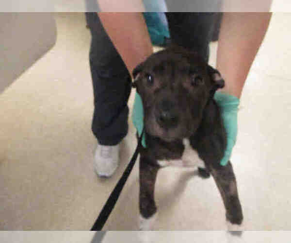 Medium Photo #1 Mutt Puppy For Sale in Riverside, CA, USA