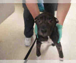 Mutt Dogs for adoption in Riverside, CA, USA