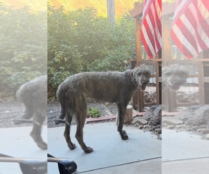 Father of the Irish Wolfhound puppies born on 06/03/2026