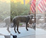 Small Photo #1 Irish Wolfhound Puppy For Sale in VEYO, UT, USA