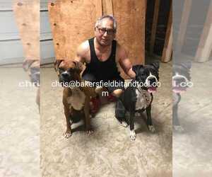 Father of the Boxer puppies born on 08/04/2019