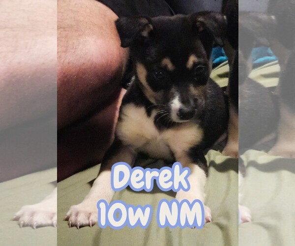 Medium Photo #1 Mutt Puppy For Sale in The Woodlands, TX, USA