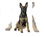 Small #8 German Shepherd Dog Mix