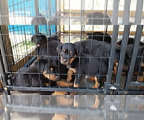 Medium Photo #8 Rottweiler Puppy For Sale in RIEGELWOOD, NC, USA