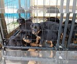 Small Photo #8 Rottweiler Puppy For Sale in RIEGELWOOD, NC, USA
