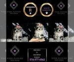 Small Photo #8 Maltipoo Puppy For Sale in WARSAW, IN, USA