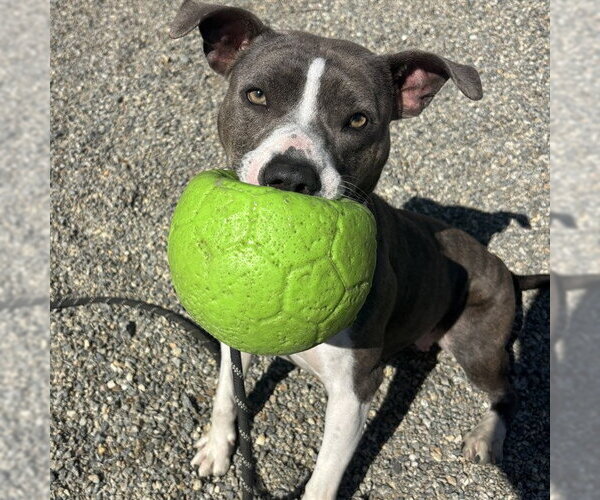 Medium Photo #2 American Staffordshire Terrier-Unknown Mix Puppy For Sale in Palmetto, FL, USA