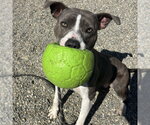 Small #1 American Staffordshire Terrier Mix