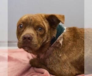 Bulldog-Unknown Mix Dogs for adoption in San Antonio, TX, USA