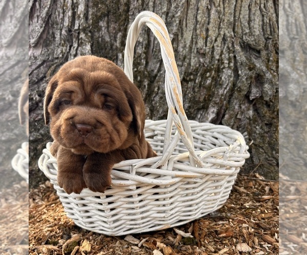 Medium Photo #5 Cocker-Pei Puppy For Sale in MIDDLEBURY, IN, USA