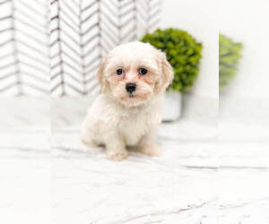 Shih-Poo Puppy for sale in MILLERSBURG, OH, USA