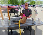 Small #18 Dachshund-Doberman Pinscher Mix