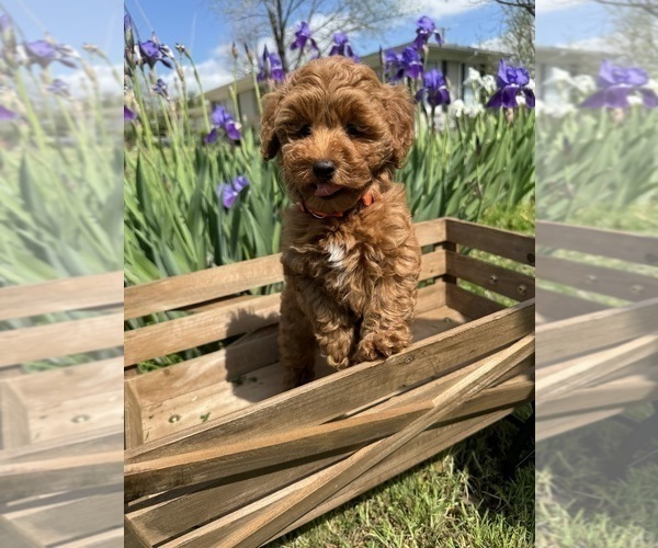 Medium Photo #6 Goldendoodle (Miniature) Puppy For Sale in HALTOM CITY, TX, USA