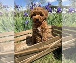 Small Photo #6 Goldendoodle (Miniature) Puppy For Sale in HALTOM CITY, TX, USA