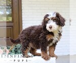 Small #2 Bernedoodle (Miniature)