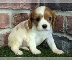 Small #4 Cavalier King Charles Spaniel