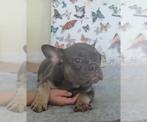 French Bulldog Puppy for sale in TAMPA, FL, USA