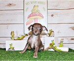 Puppy Symbra Chihuahua