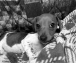 Small #4 Dachshund