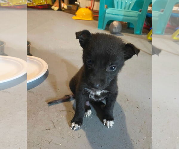 Medium Photo #4 Chiranian Puppy For Sale in Oakhurst, NJ, USA