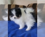 Small Photo #11 Pomeranian Puppy For Sale in MENIFEE, CA, USA