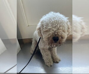 Poodle (Miniature) Dogs for adoption in San Clemente, CA, USA