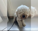 Small Poodle (Miniature)
