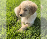 Small Photo #3 Golden Retriever Puppy For Sale in EDWARDSBURG, MI, USA