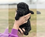 Small Photo #4 Goldendoodle Puppy For Sale in FREDERICA, DE, USA