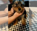 Small Photo #8 Yorkshire Terrier Puppy For Sale in HUDDLESTON, VA, USA