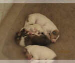 Small Photo #39 Collie Puppy For Sale in HIGH POINT, NC, USA
