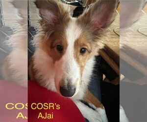 Mutt Dogs for adoption in Columbus, OH, USA