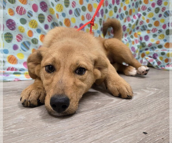 Medium Photo #6 Gollie Puppy For Sale in Attalka, AL, USA