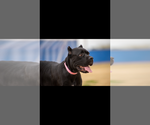 Small Photo #1 Cane Corso Puppy For Sale in PHOENIX, AZ, USA