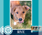 Small #1 Labrador Retriever Mix