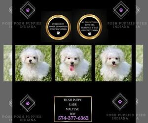 Maltese Puppy for sale in WARSAW, IN, USA
