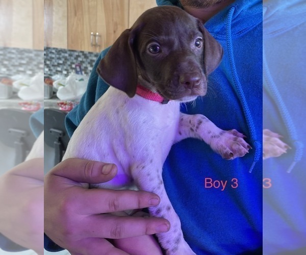 Medium Photo #1 German Shorthaired Pointer Puppy For Sale in AMBOY, MN, USA