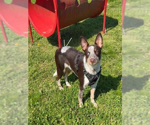 Medium Photo #1 Mutt Puppy For Sale in Murfreesboro, TN, USA